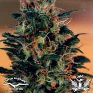 Dutch Passion Seeds Khola